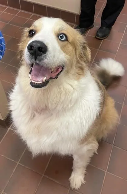 An adult large-sized male Tricolor (Brown, Black, & White) Great Pyrenees dog named Myles for adoption in Prudenville, MI