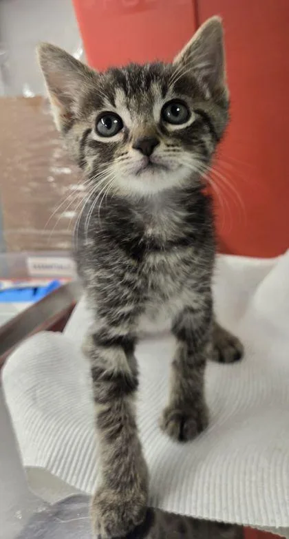 A baby small-sized female Domestic Short Hair cat named Eleven for adoption in Fresno, CA