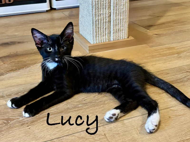 A baby medium-sized female Black & White / Tuxedo Domestic Short Hair cat named Lucy for adoption in Pawleys Island, SC