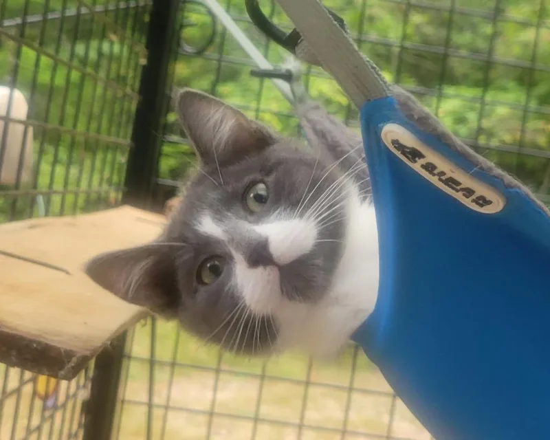 A baby medium-sized male Domestic Short Hair cat named Pookie Pooka for adoption in Shelton, WA