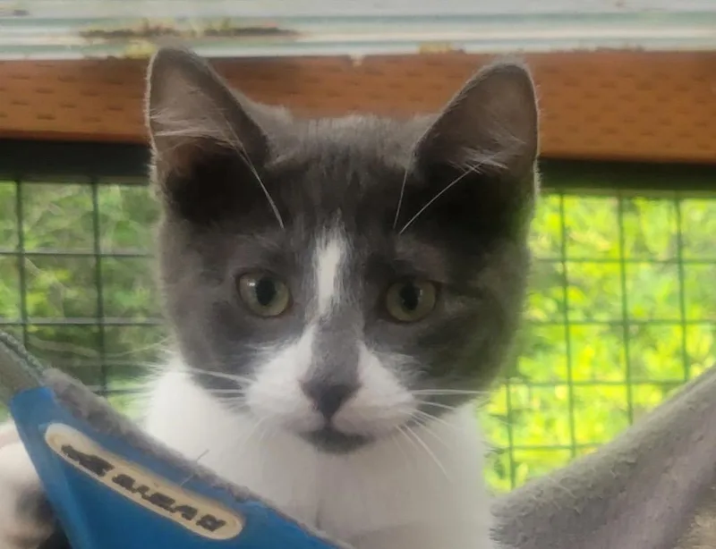 Pookie Pooka thumbnail 3