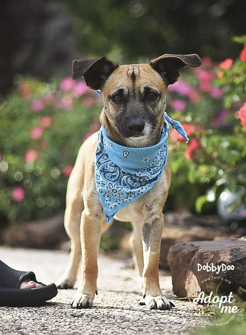 Dobbydoo thumbnail 2