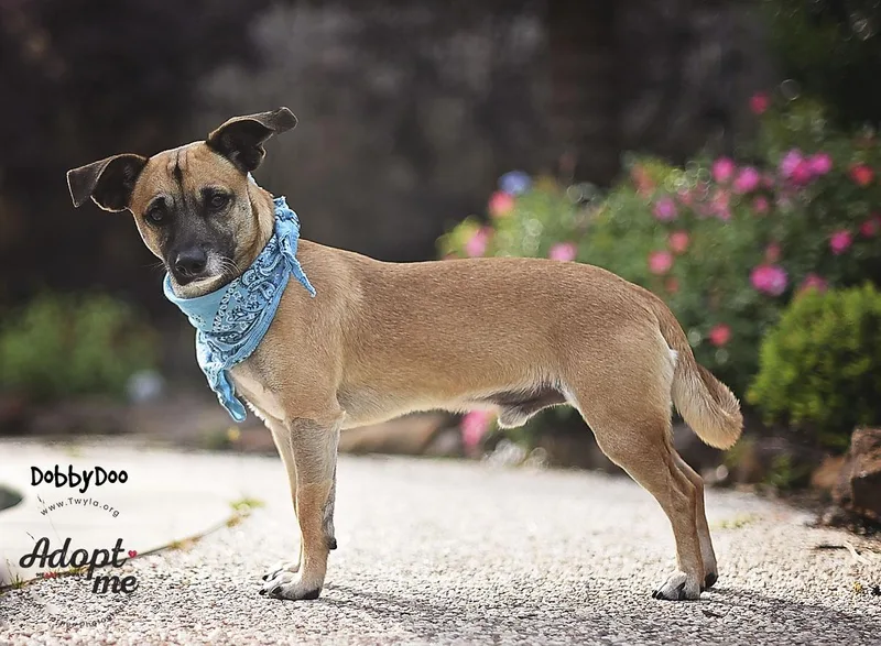 Dobbydoo thumbnail 5