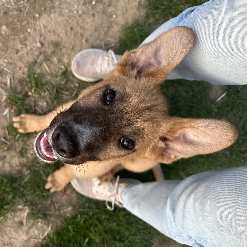 A baby large-sized male Golden German Shepherd Dog dog named Chips for adoption in Sammamish, WA