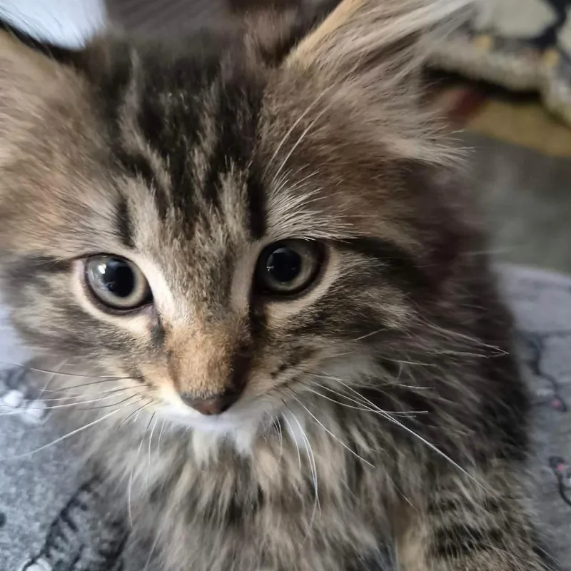 A baby small-sized male Domestic Medium Hair cat named Shadow for adoption in Union City, PA