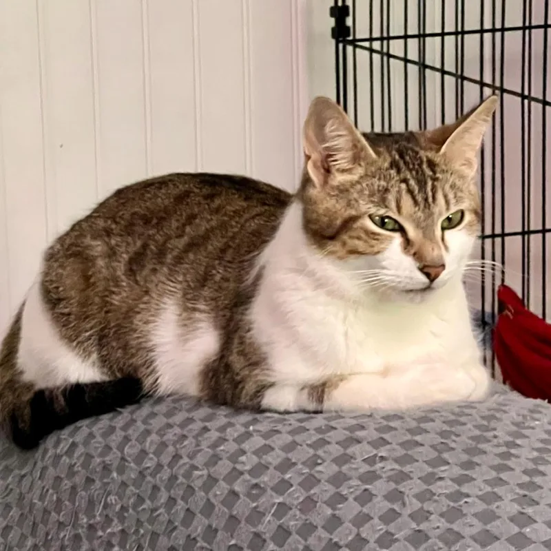 A young medium-sized female Brown / Chocolate Domestic Short Hair cat named Freckles for adoption in Blairsville, GA