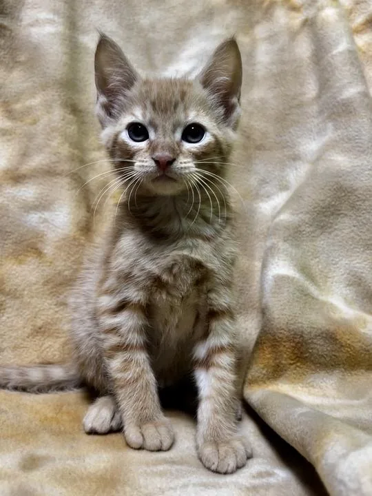 A baby small-sized male Domestic Short Hair cat named Meowscles for adoption in Jackson, MI