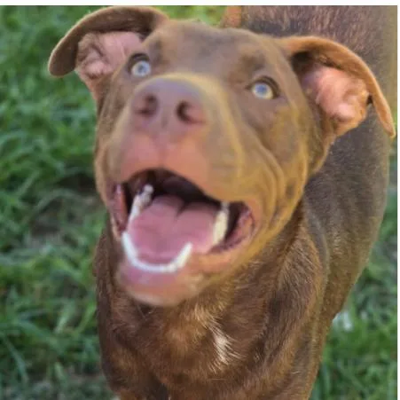 A young medium-sized male Labrador Retriever dog named CT Simba for adoption in Eastford, CT