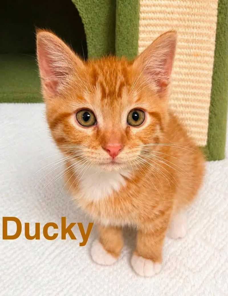 A young medium-sized male Orange / Red Domestic Short Hair cat named Ducky for adoption in Loogootee, IN