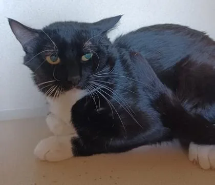 An adult medium-sized male Black Domestic Short Hair cat named Boots for adoption in Stanwood, WA