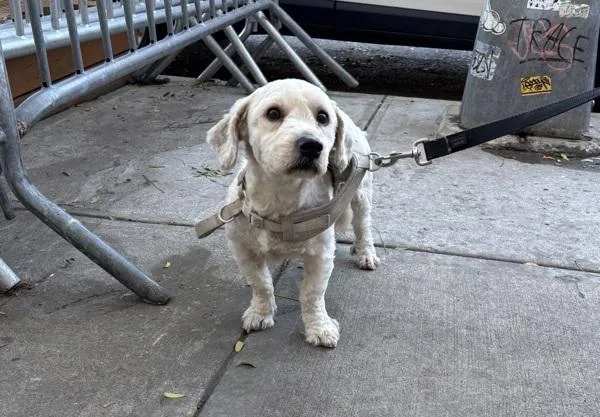 An adult small-sized male Mixed Breed dog named Oso for adoption in New York, NY