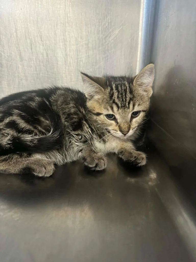 A baby medium-sized female Domestic Short Hair cat named Ruby for adoption in Marion, OH