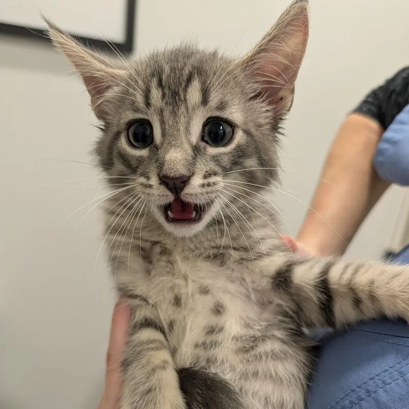 A baby small-sized male Gray / Blue / Silver Domestic Short Hair cat named Watermelon for adoption in Winston Salem, NC