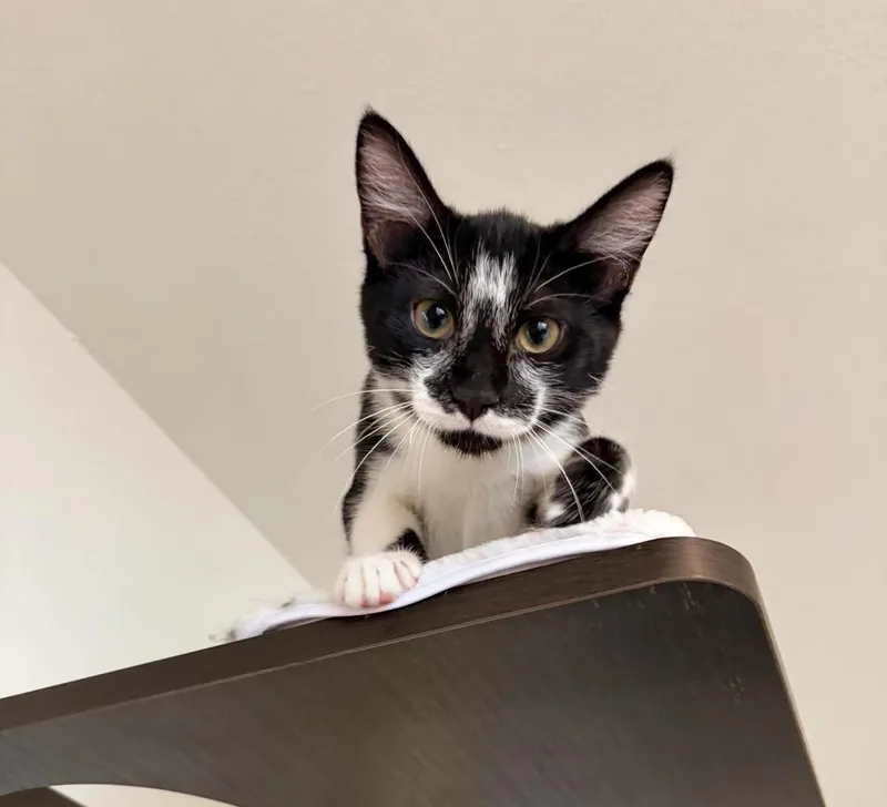 A baby medium-sized male Black & White / Tuxedo Domestic Short Hair cat named Mushu for adoption in Maple Valley, WA