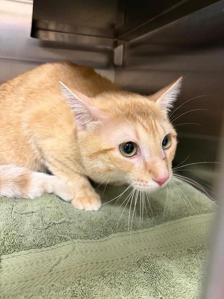 A young medium-sized male Domestic Short Hair cat named Chevy for adoption in Great Bend, KS