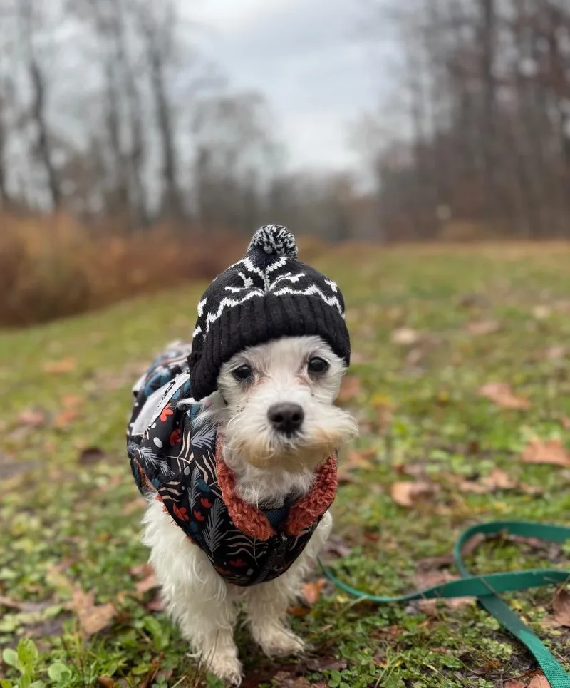 Marshmallow thumbnail 3