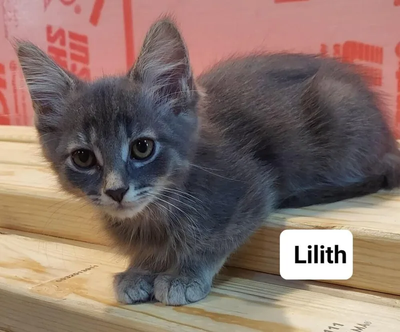 A baby small-sized female Domestic Short Hair cat named Lilith Go. for adoption in Peoria, IL