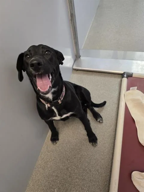 A young large-sized female Labrador Retriever dog named Trouble for adoption in West Valley City, UT
