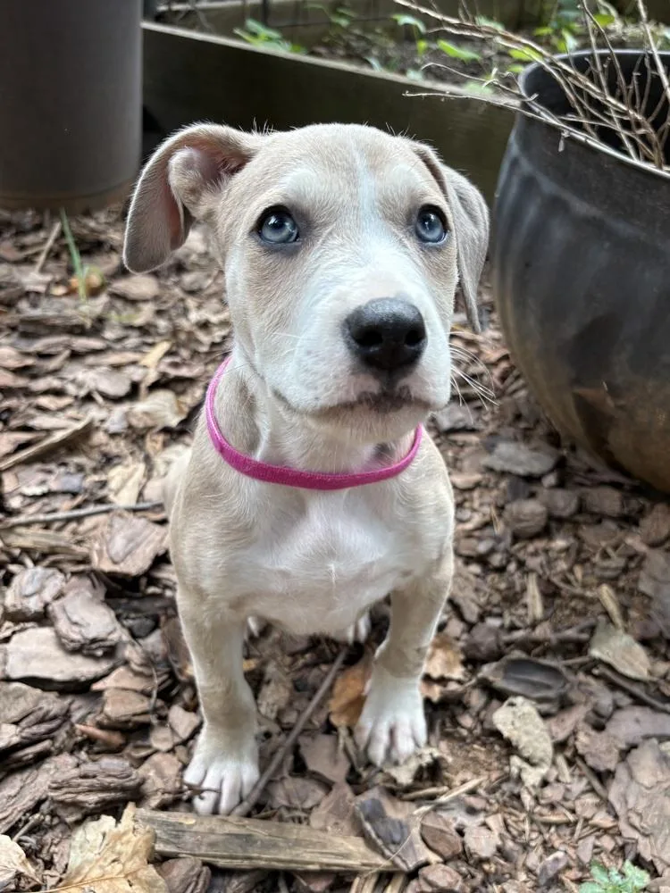 A baby large-sized female White / Cream Boxer dog named Daisy for adoption in Mooresville, NC