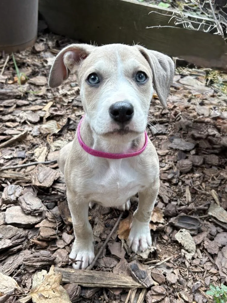 Daisy thumbnail 3