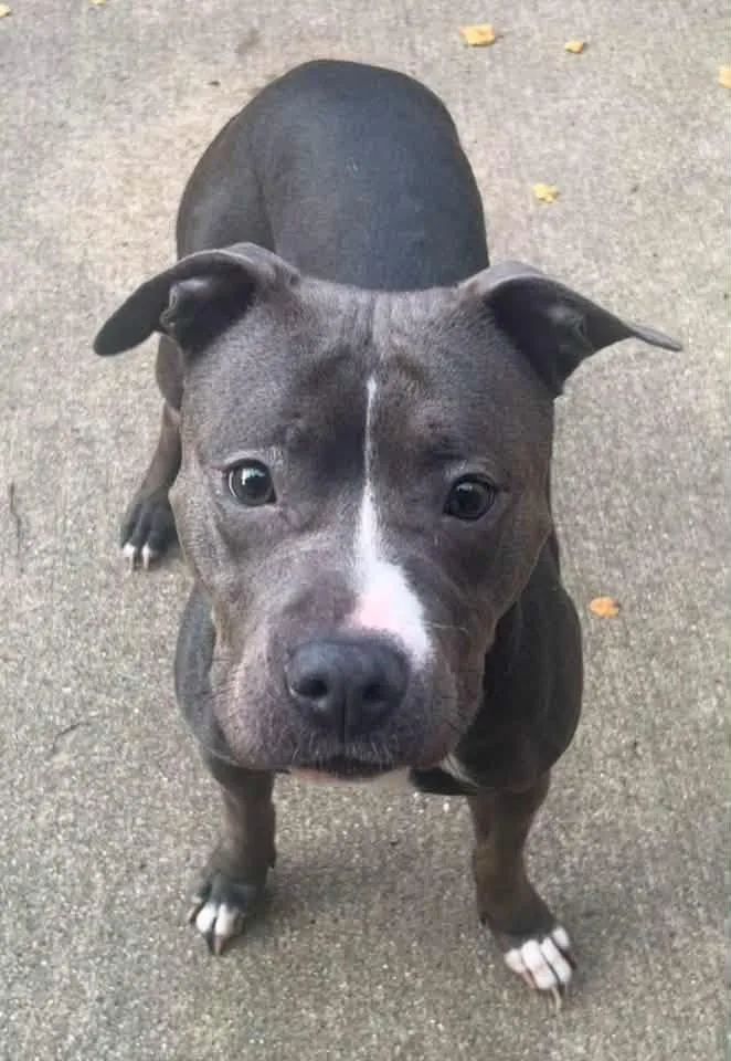 An adult medium-sized female Gray / Blue / Silver Pit Bull Terrier dog named Chickies for adoption in Chicago, IL