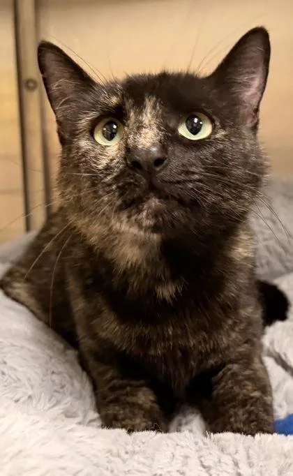 An adult medium-sized female Domestic Medium Hair cat named Dumpling for adoption in Redmond, OR
