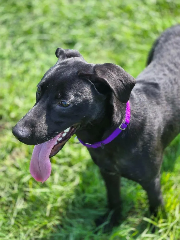 A young medium-sized male Mixed Breed dog named Max Red Collar for adoption in Moberly, MO
