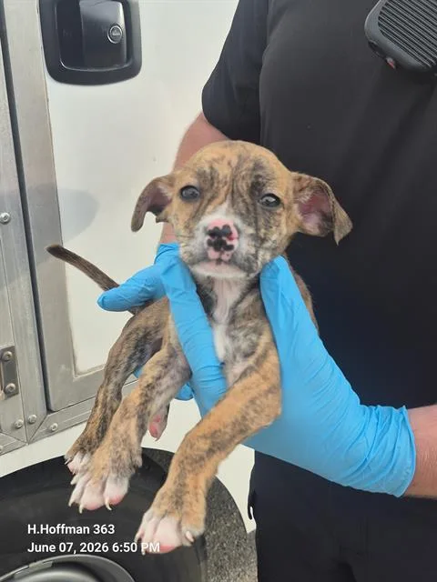 A baby small-sized female Chihuahua dog named Viper for adoption in San Antonio, TX