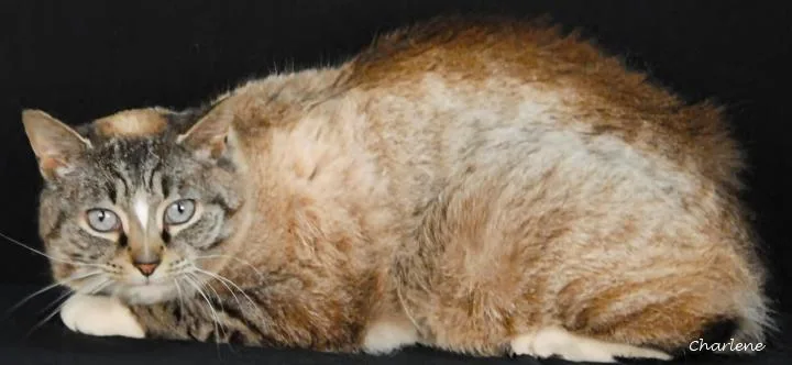 An adult medium-sized female Brown / Chocolate Domestic Short Hair cat named Kova for adoption in Newland, NC