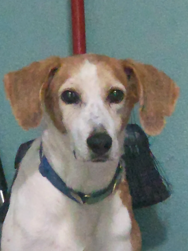 An adult medium-sized male Hound dog named Duncan Hines for adoption in Tampa, FL