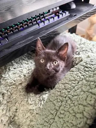 A baby medium-sized male Domestic Short Hair cat named Prairie for adoption in Washington, DC