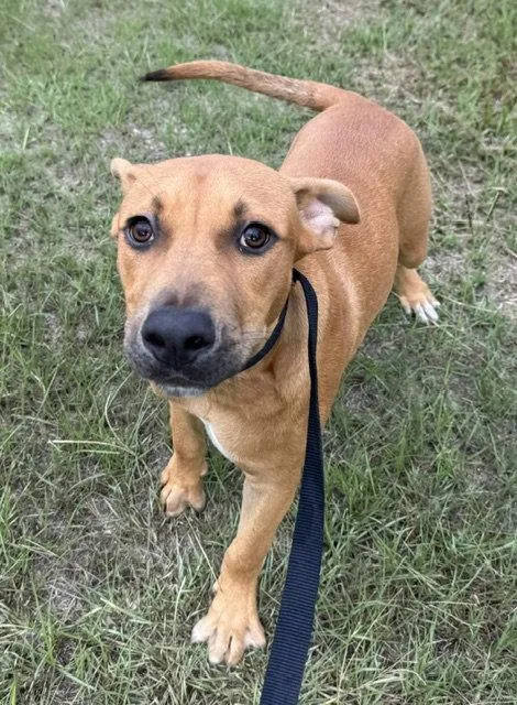 A young large-sized male Labrador Retriever dog named Johnny for adoption in Tarrytown, GA
