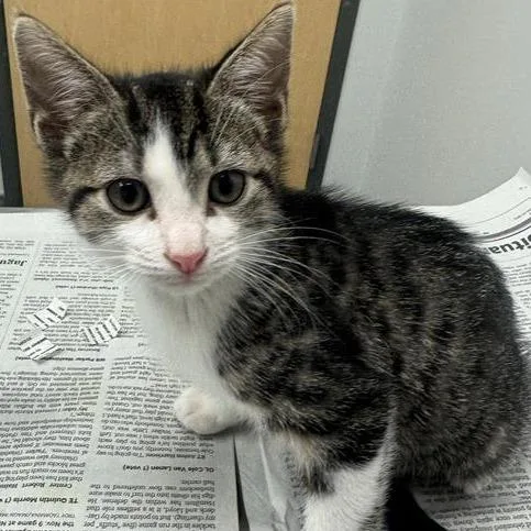A baby small-sized female Domestic Short Hair cat named Coco for adoption in Jacksonville, FL