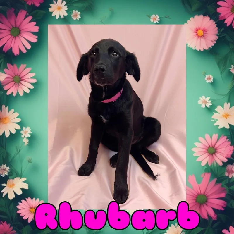 A baby small-sized female Black Black Labrador Retriever dog named Rhubarb for adoption in Royse City, TX