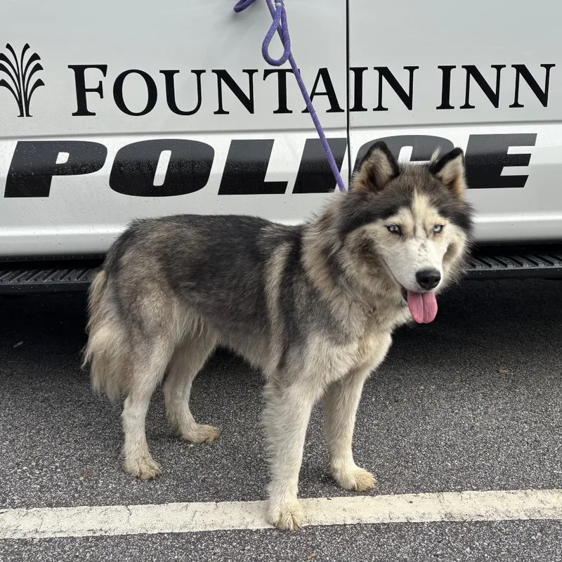 An adult medium-sized female Gray / Blue / Silver Mixed Breed dog named Fiona for adoption in Greenville, SC