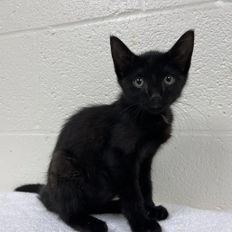 A baby small-sized male Black Domestic Short Hair cat named Behind Closed Doors for adoption in Fredericksburg, VA