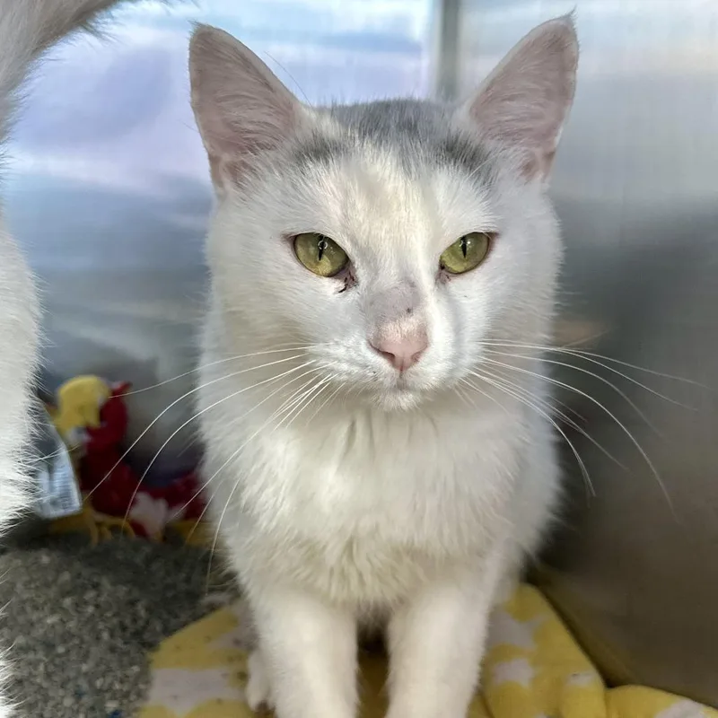 An adult medium-sized male White Domestic Short Hair cat named S'mores for adoption in Matteson, IL
