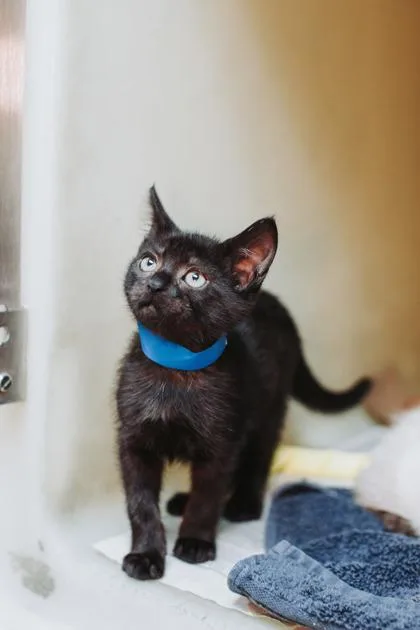 An adult small-sized male Domestic Short Hair cat named a Jackie for adoption in North Charleston, SC