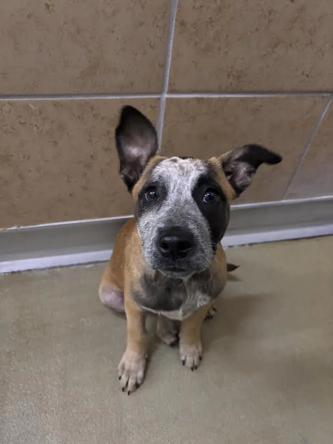 A young small-sized female Tricolor (Brown, Black, & White) Mixed Breed dog named Rose for adoption in Hobbs, NM