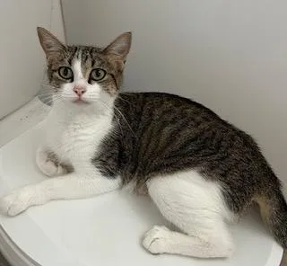 An adult medium-sized female Domestic Short Hair cat named America for adoption in Grand Junction, CO