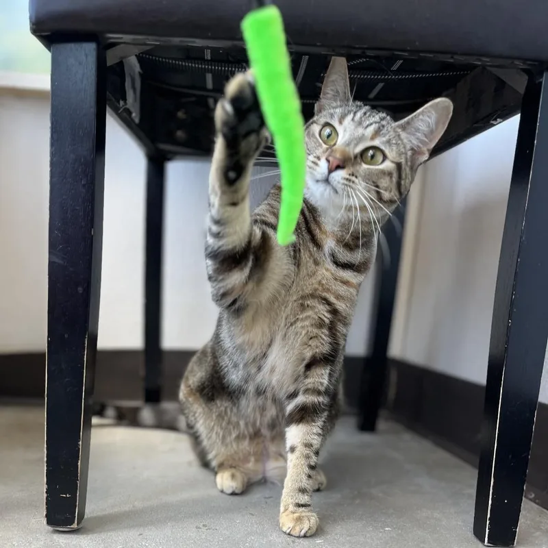 A young medium-sized female Brown / Chocolate Domestic Short Hair cat named Snickers for adoption in Owosso, MI