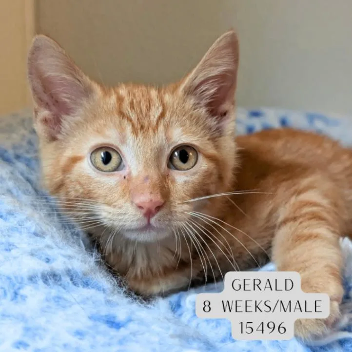 Gerald