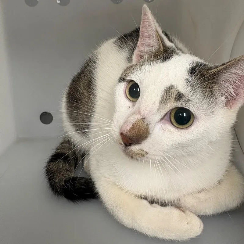 A young medium-sized female Domestic Short Hair cat named Fractious Patty for adoption in Columbiana, AL