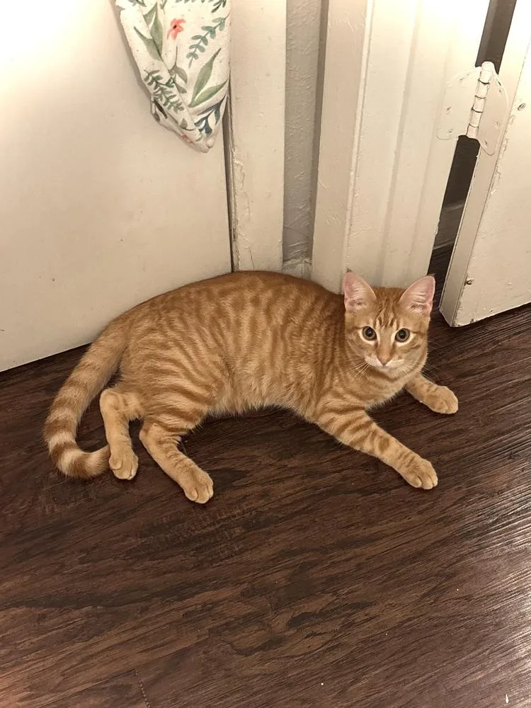 Marmalade thumbnail 2