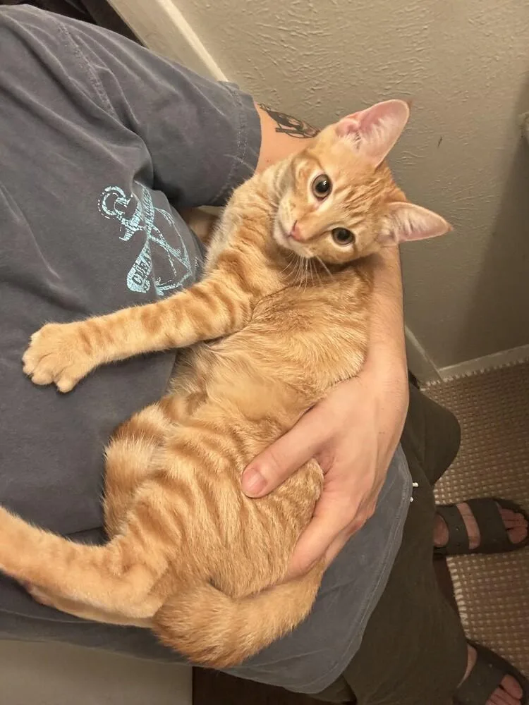 Marmalade thumbnail 3