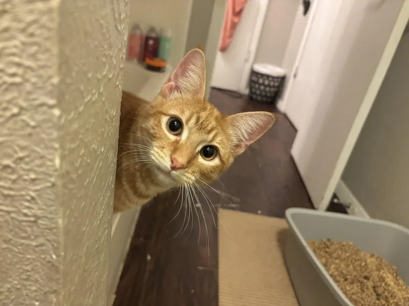 Marmalade thumbnail 4