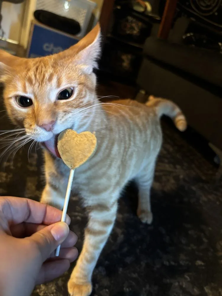 Marmalade thumbnail 5