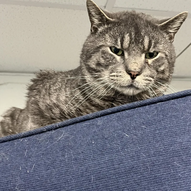 An adult large-sized male Gray & White Tabby cat named Grayson for adoption in Pompton Plains, NJ