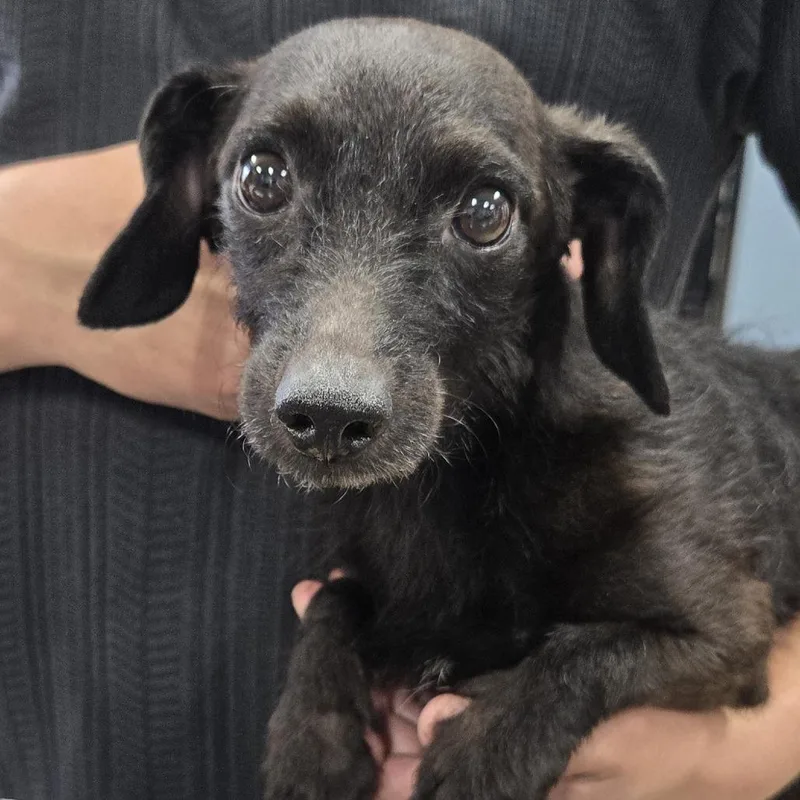 A young small-sized male Black Dachshund dog named Bebe for adoption in Newark, NJ