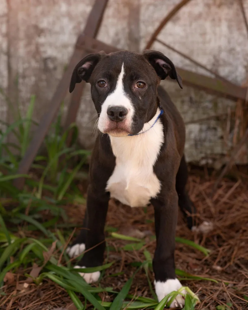 Hudson